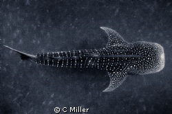 Diving with whale sharks feeding on the roe of spawning s... by C Miller 